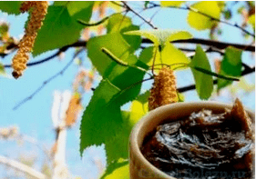 Maple comb with mushrooms